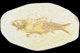 Fossil Fish (Knightia) - Green River Formation #126466-1